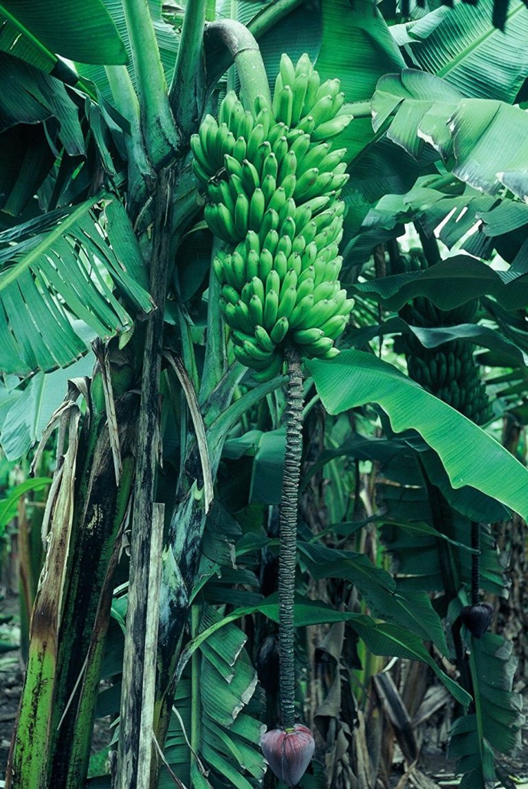 Goldfinger Dwarf Banana Plant Live Plant FHIA01