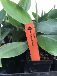 Grand Nain Banana