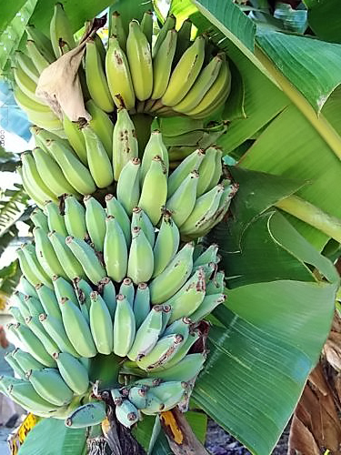 Dwarf Nam wa Banana BANANA PLANT Tasty Fruit Tree LIVE PLANT Namwah Namwa
