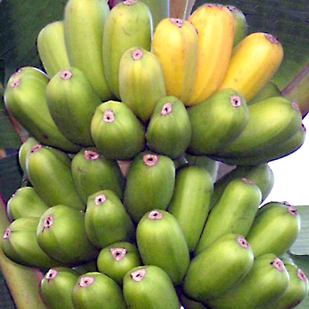HUA MOA Banana Plant Popo’ulu Chicken Egg Live Banana Plant