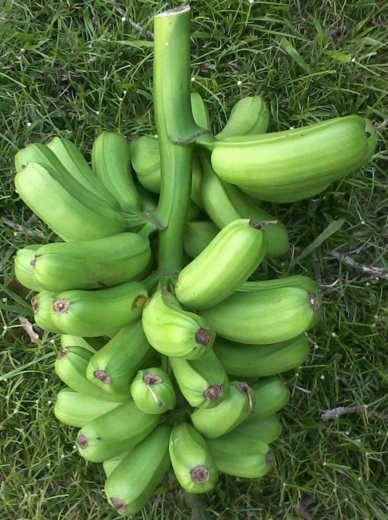 HUA MOA Banana Plant Popo’ulu Chicken Egg Live Banana Plant