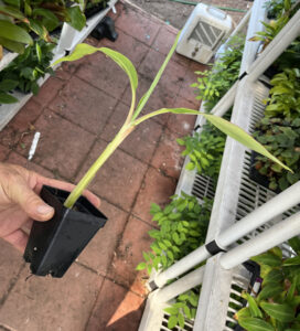 Dwarf Puerto Rican Plantain - Cooking Plantain