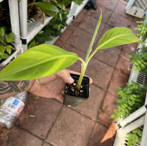 Dwarf Puerto Rican Plantain - Cooking Plantain