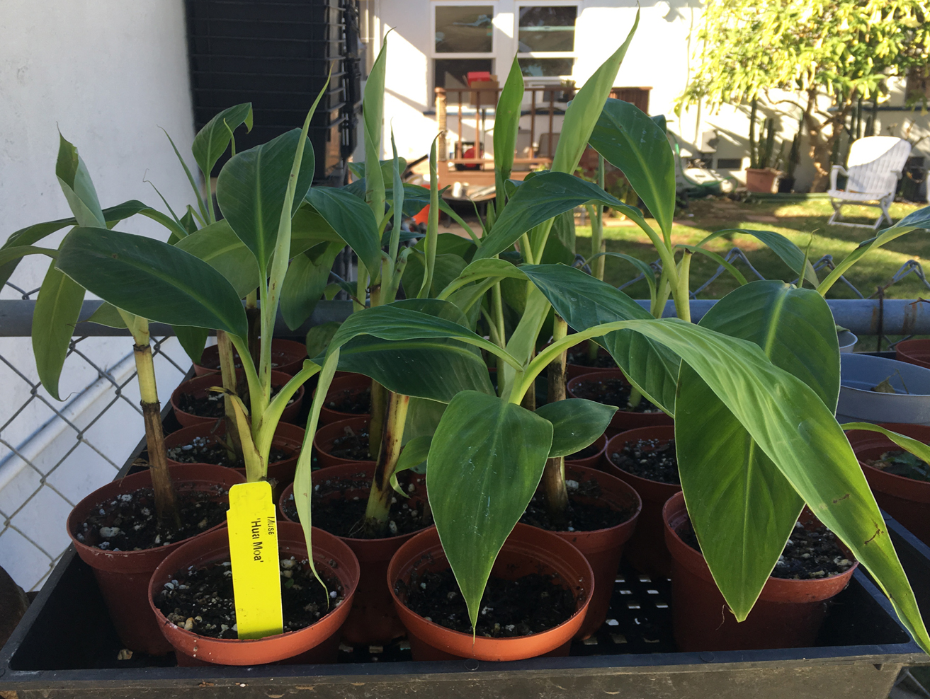 HUA MOA Popo’ulu Chicken Egg Banana Plant Hawaiian Plantain Gros