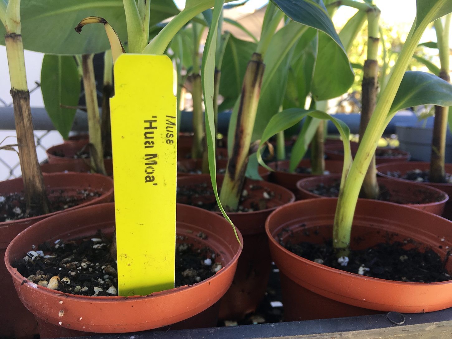 HUA MOA Popo’ulu Chicken Egg Banana Plant Hawaiian Plantain Gros