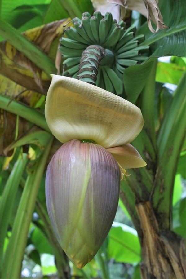 Musa Basjoo Cold Hardy Banana Plant