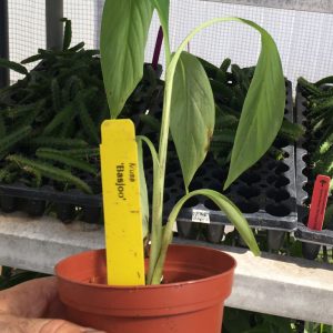 Musa Basjoo Cold Hardy Banana Plant
