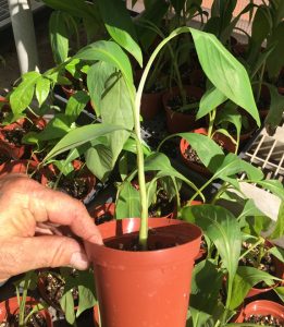 Musa Basjoo Cold Hardy Banana Plant