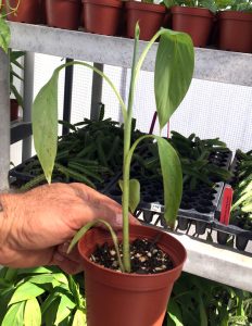 Musa Basjoo Cold Hardy Banana Plant