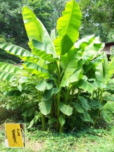 Musa Basjoo Cold Hardy Banana Plant