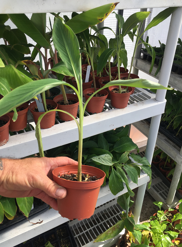Fe’i Aiuri Banana Plant Rare Hawaiian Banana