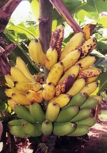 Mona Lisa Banana - FHIA-02