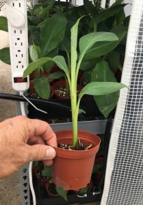 Sweetheart Banana FHIA-03