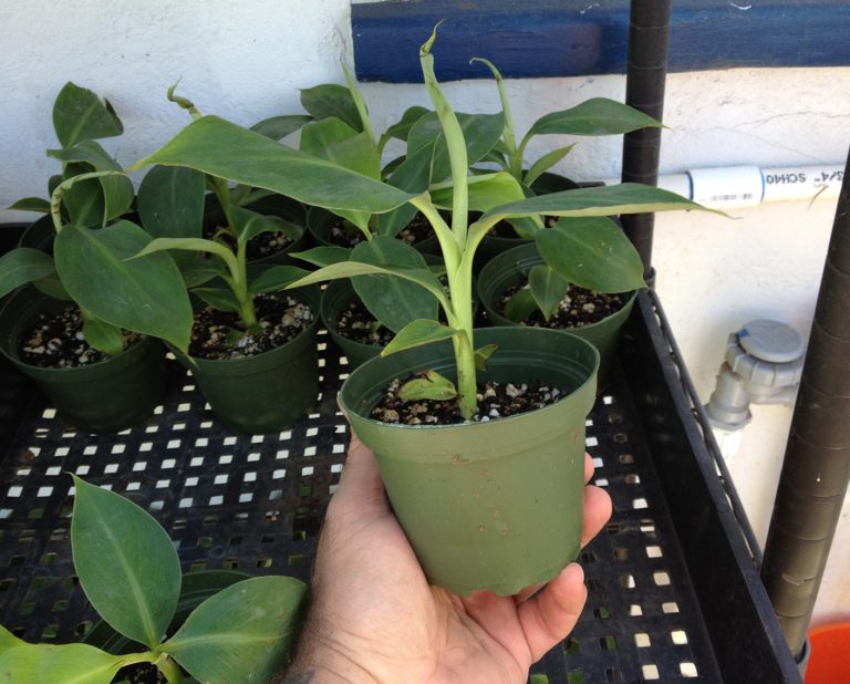 Dwarf Cavendish Banana Live Banana Plant Dwarf Banana Gros Michel Banana