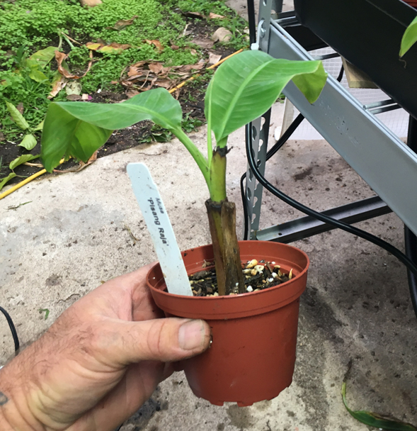 Pisang Raja Banana Plant Aka Grindy Banana Live Banana