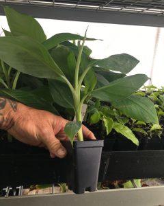 Dwarf Green Banana