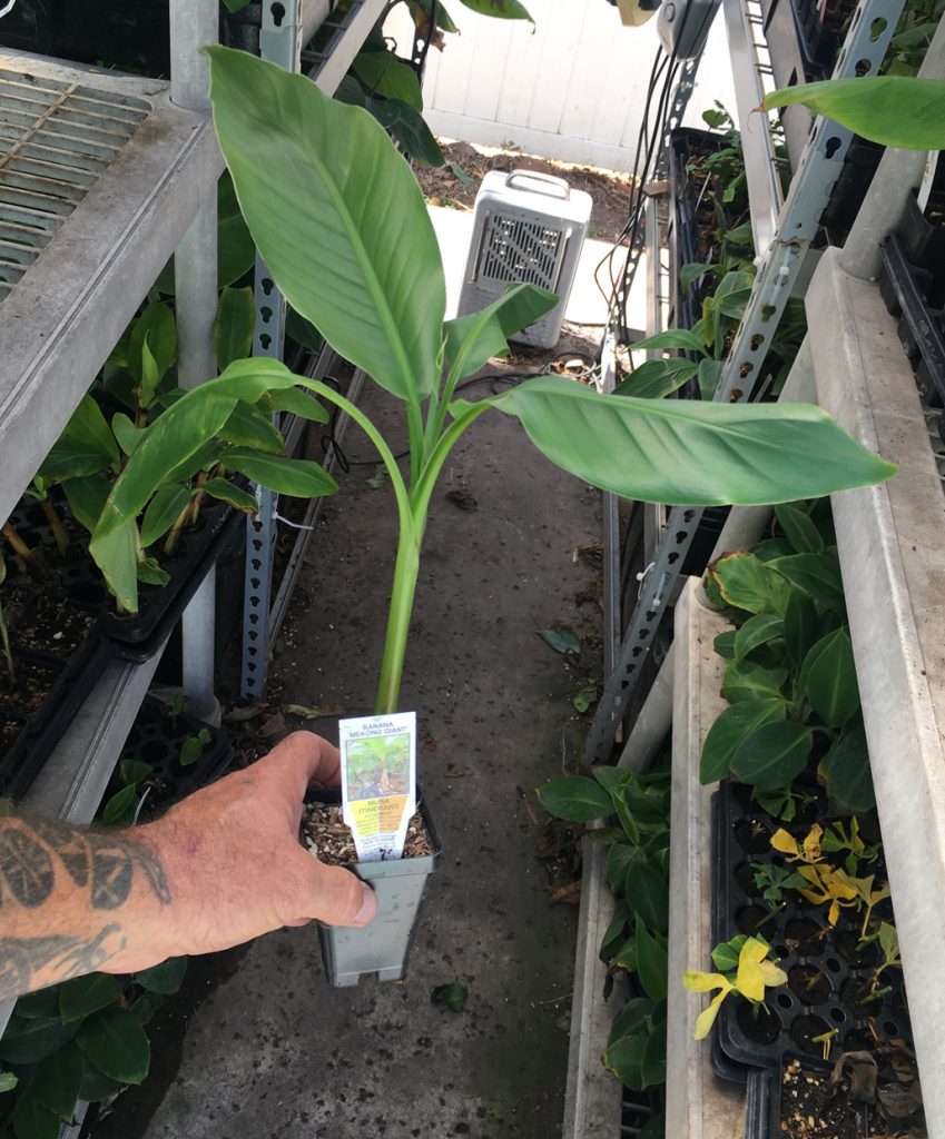 Mekong Giant Banana Plant Musa Itinerans Very Cold