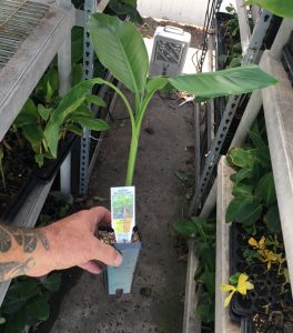 Mekong Giant Banana