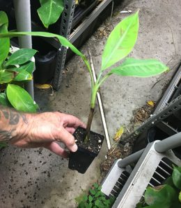 Dwarf Brazilian Banana