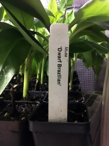 Dwarf Brazilian Banana
