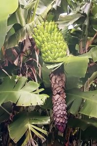 Dwarf Brazilian Banana