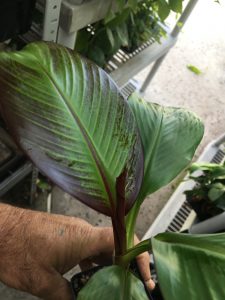 Ensete Maurelii - Red Abyssinian Banana