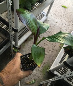Ensete Maurelii - Red Abyssinian Banana