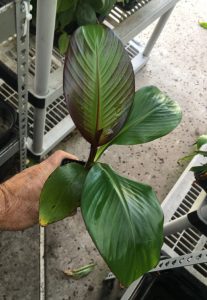 Ensete Maurelii - Red Abyssinian Banana