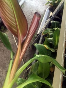 Ensete Maurelii - Red Abyssinian Banana