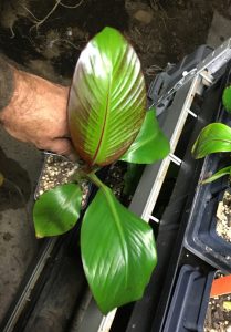 Ensete Maurelii - Red Abyssinian Banana