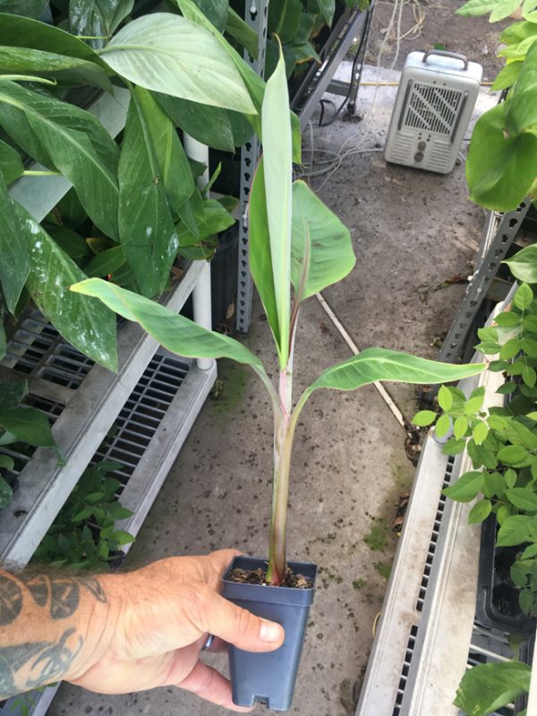 Pisang Ceylon Banana Live Banana Plant Gros Michel Banana