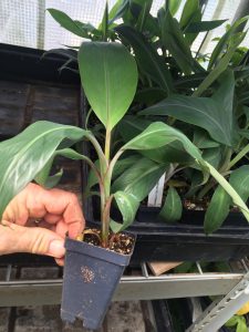 Matoke- Matooke-East African Highland bananas