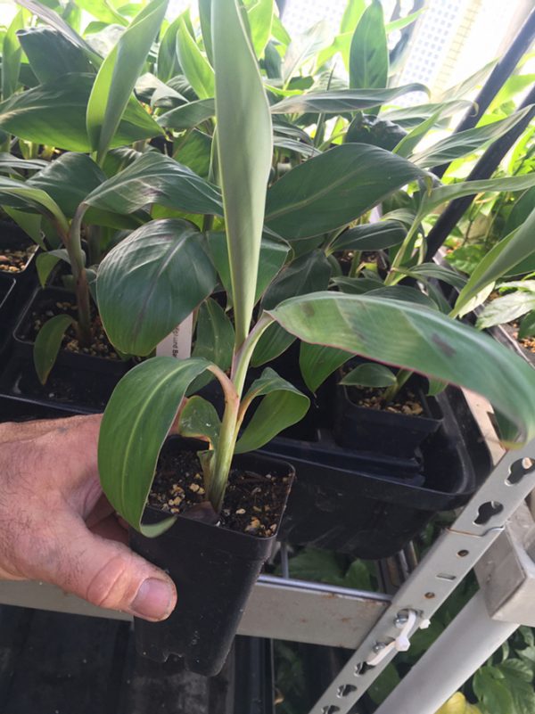 Matoke- Matooke-East African Highland bananas