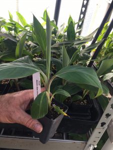 Matoke- Matooke-East African Highland bananas