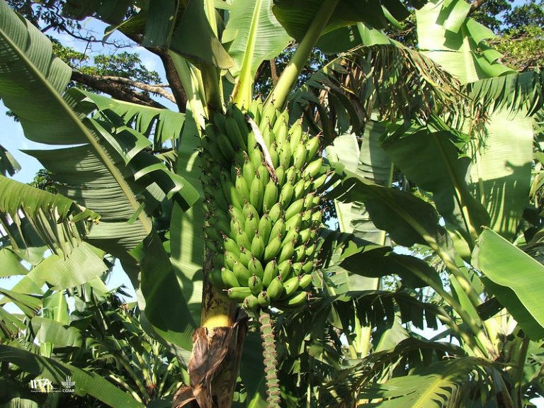 Matoke East African Highland Banana Matooke Banana
