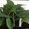 Double Mahoi Banana Plant – Musa Double Headed Dwarf Cavendish – Live Tropical