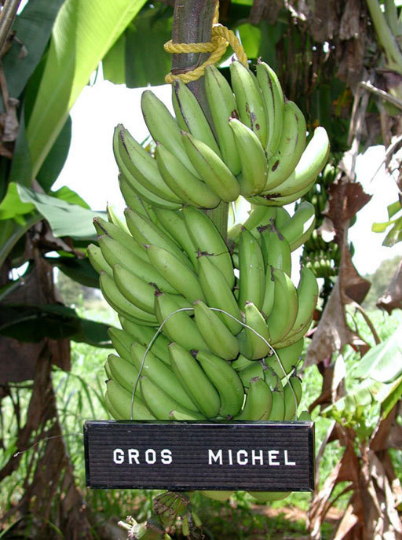 'Gros Michel' Hormtong Thailand AAA Group LOT NEW 5 plant 6"-Musa acuminata 