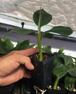 Manzano Apple Banana Plant