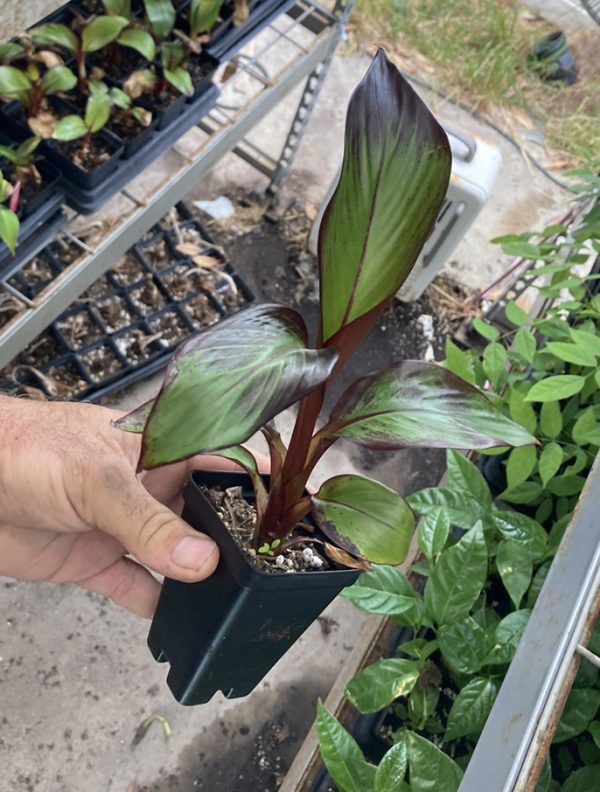 Ensete Maurelii – Red Abyssinian Banana