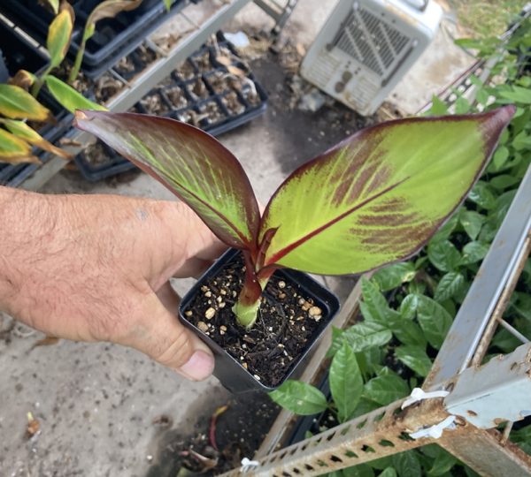 Ensete Maurelii – Red Abyssinian Banana