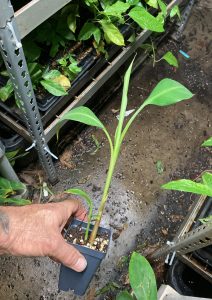 Patupi Banana