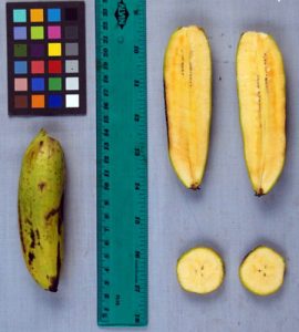 Patupi Banana