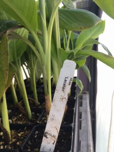 Lacatan Banana