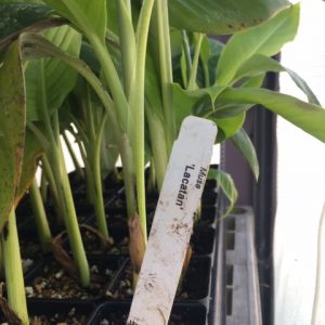 Lacatan Banana