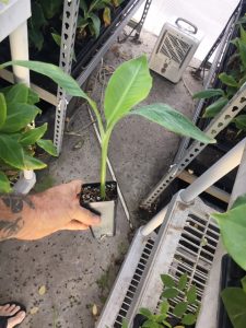 Lacatan Banana