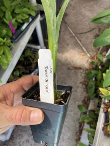Dwarf Orinoco