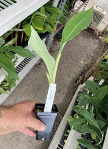 Musella lasiocarpa - Golden Lotus Banana
