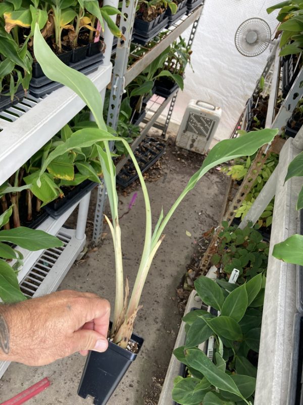 Musella lasiocarpa - Golden Lotus Banana