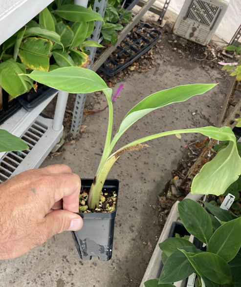 Golden Lotus Banana, Ensete Lasiocarpum/ Chinese Dwarf Banana Stock Image -  Image of member, lotus: 155307091