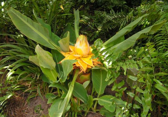 Golden Lotus Banana, Ensete Lasiocarpum/ Chinese Dwarf Banana Stock Image -  Image of member, lotus: 155307091